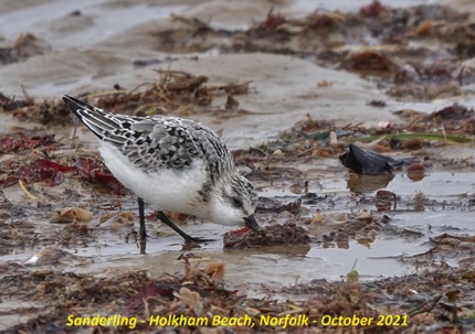 Sanderling